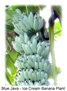 Ice Cream Banana aka Blue Java - Dragons Alley Nursery