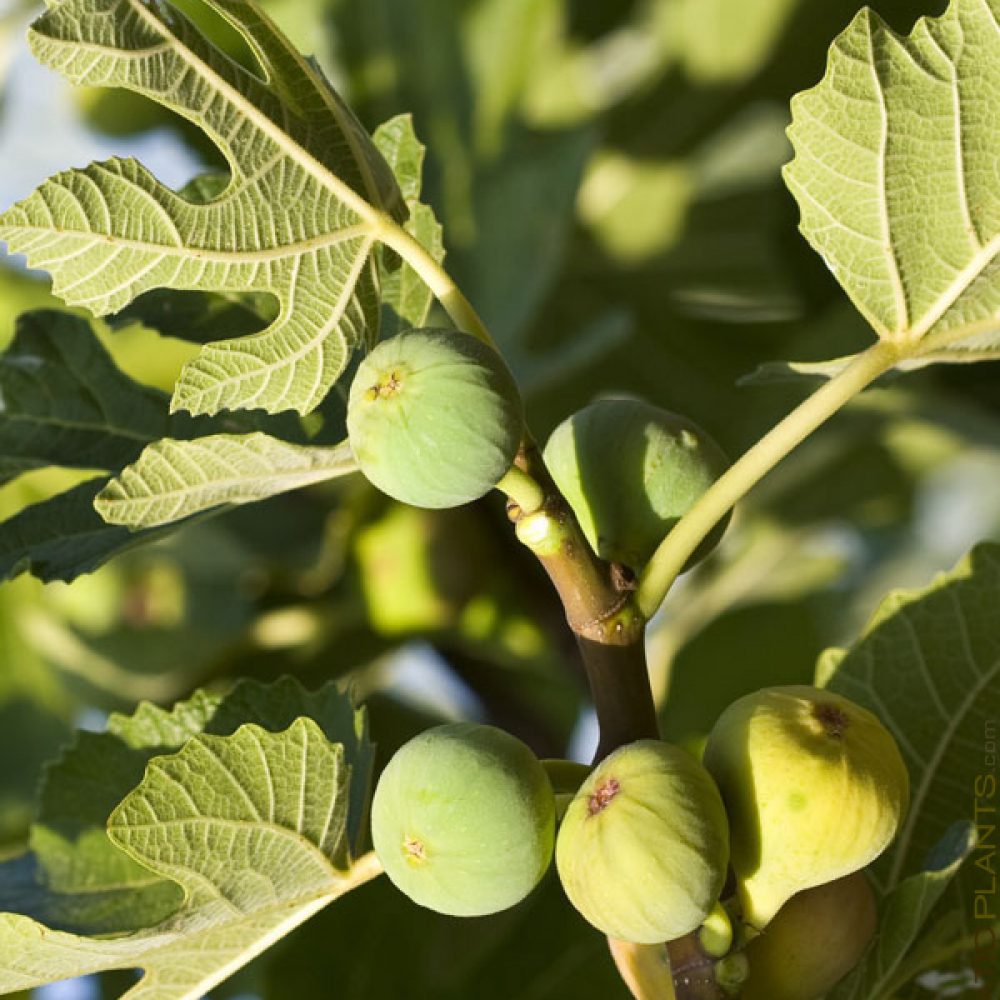 Conadria Fig Tree
