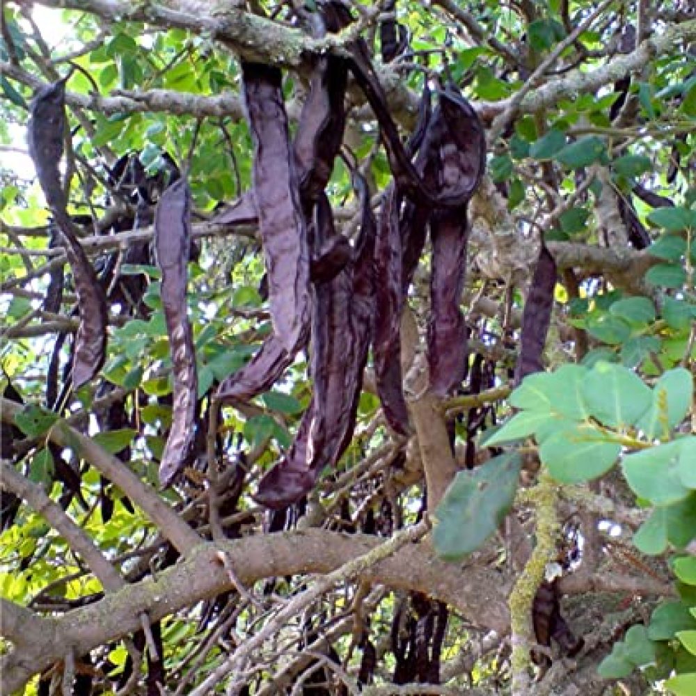 carob-tree