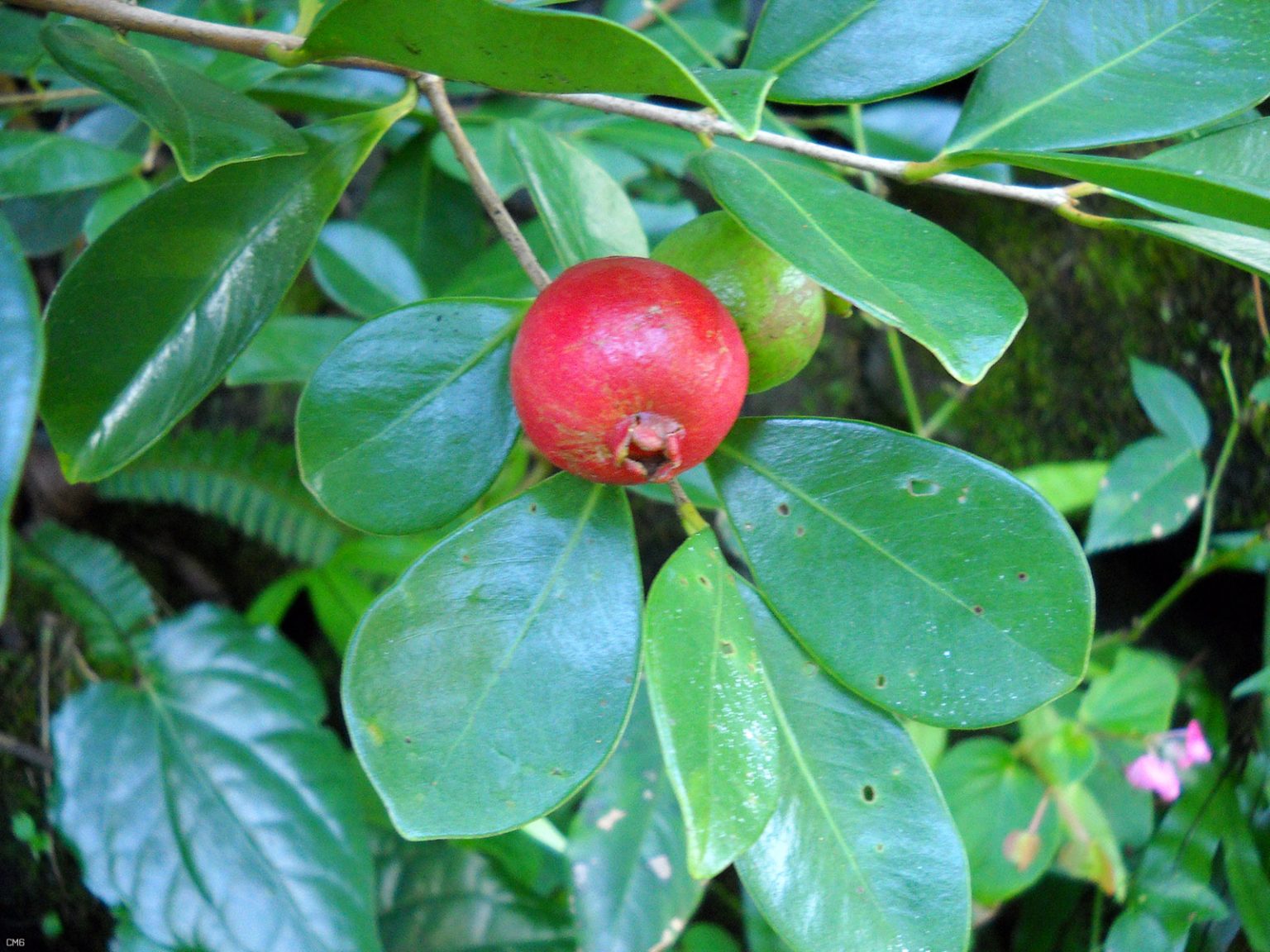 Strawberry Guava Tree Dragons Alley Nursery